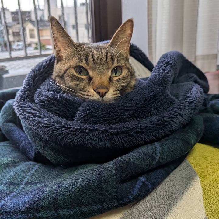 788d0395 12e0 4ee7 a95e b4c015dd860d 1775283540049