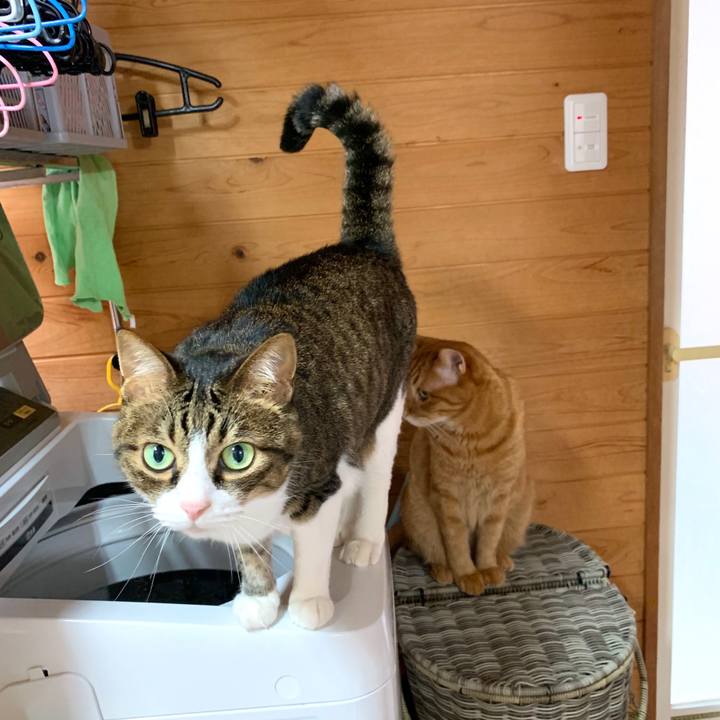 788e6f52 6979 487d 9f32 5f7b5e726420 1593143991144