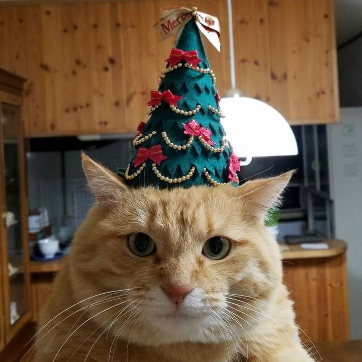 78975f9b cc3b 4546 92d5 8e4aaaaa7dfb 1544357335687