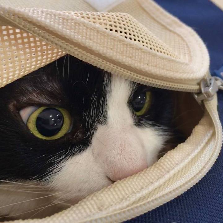 78988296 75fe 4e0f 83d8 90263d7c64ba 1585958425976