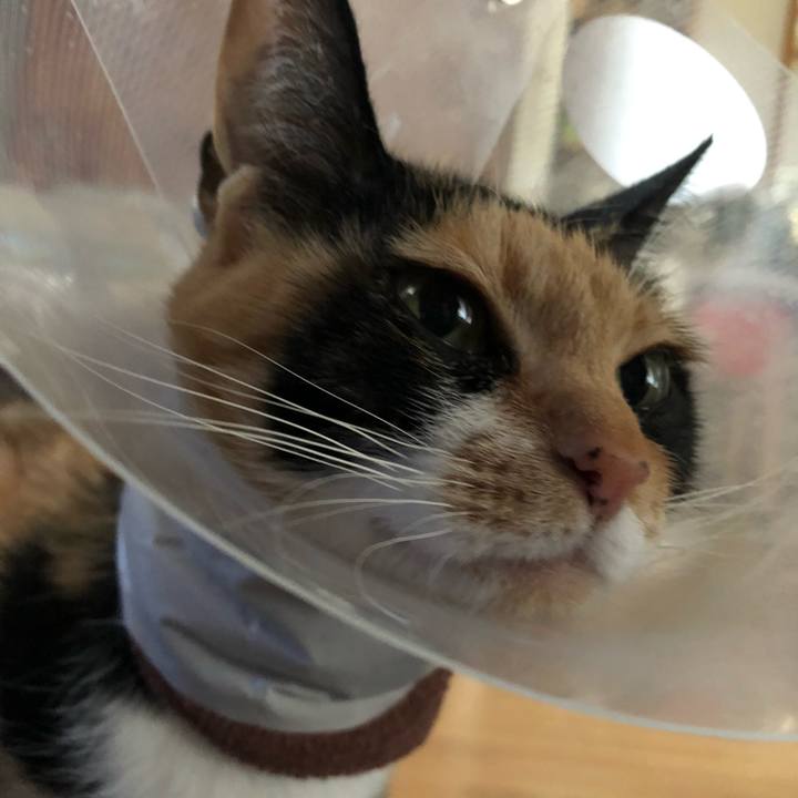 789a4a9a cced 4442 b250 b3f2627b0a0c 1584853525489