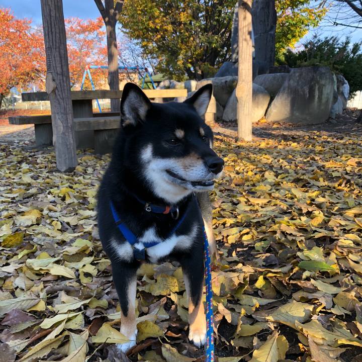 789a9504 d689 42b8 8d80 58eb7e02855c 1541680148753