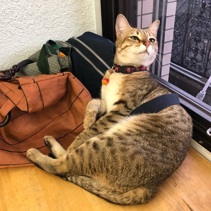 789d172c 1fcf 4094 943a d230dd2b1e62 1617447158568