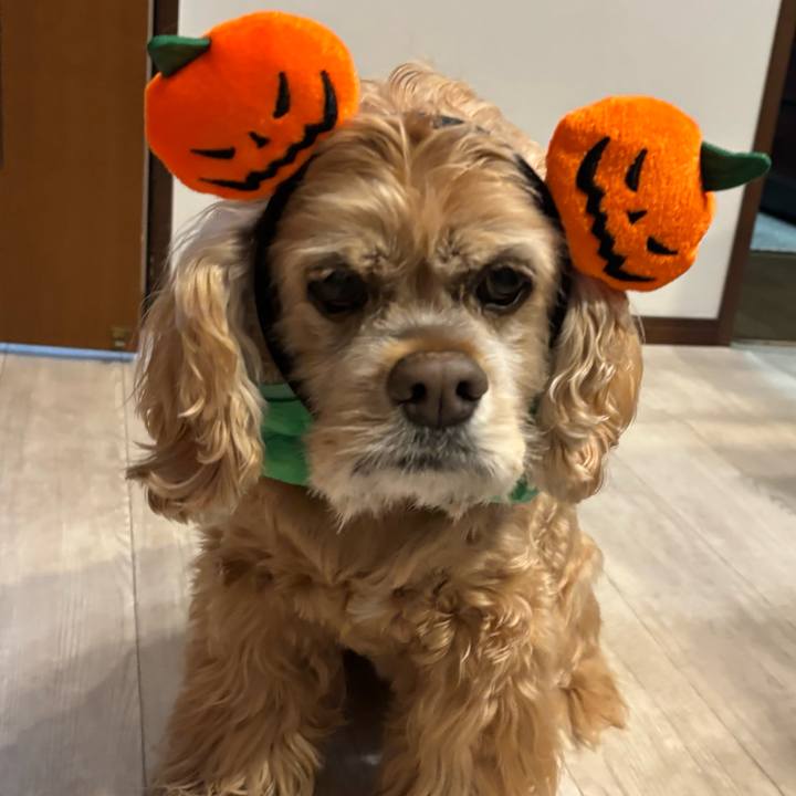 789ea2a3 febe 4cf1 8be2 72119e00477d 1761360862034