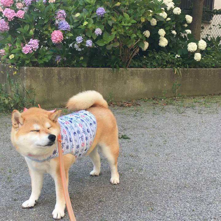 789f52fa 8adf 4195 bf45 70219444a7c9 1560817161145