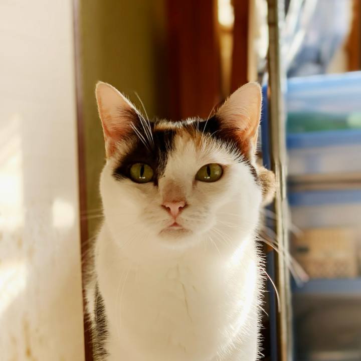 78a332b6 7241 4c75 b145 859389f12328 1599791676754