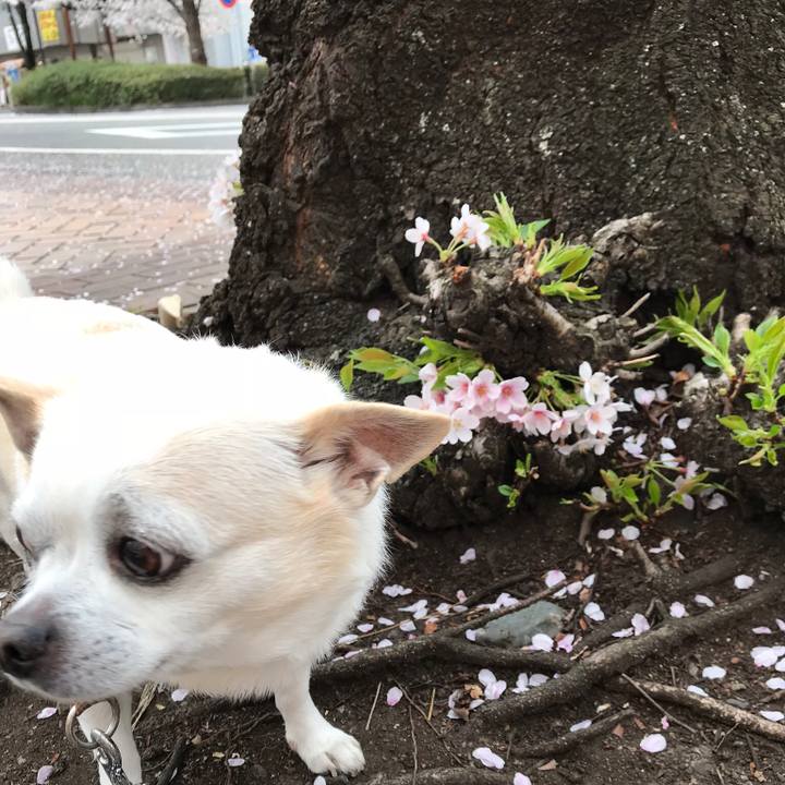 78aa2709 d98a 4c62 a542 1c3ba593e9c1 1522663873589