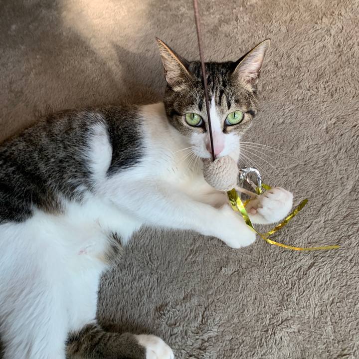 78aa88a7 cf49 4c76 8781 09940e95d512 1546432422451