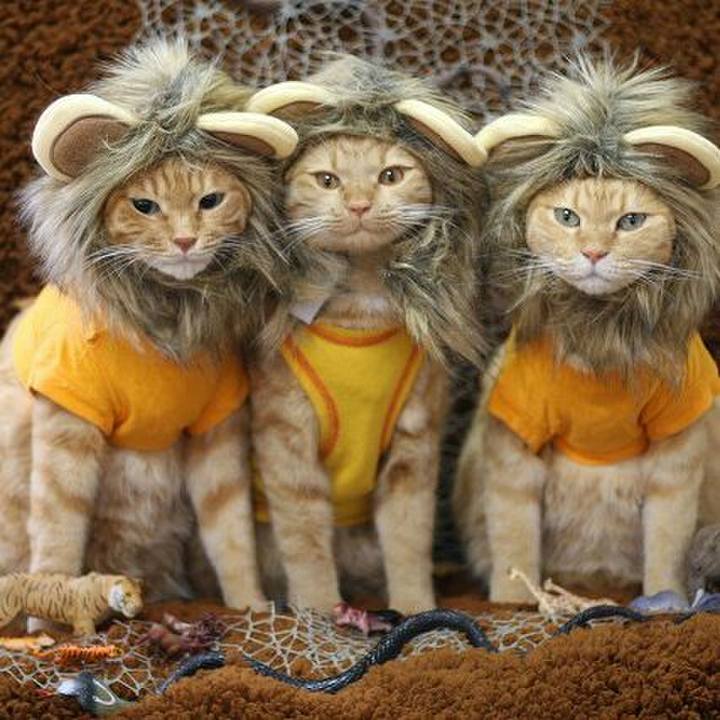 78aac3d4 3475 4299 a9cc 2d905a84a3fc 1566200351234