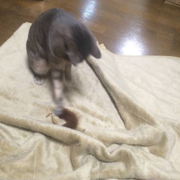 78ae7d29 94e7 43b7 829e 1f949c0c3dc4 1511012989743