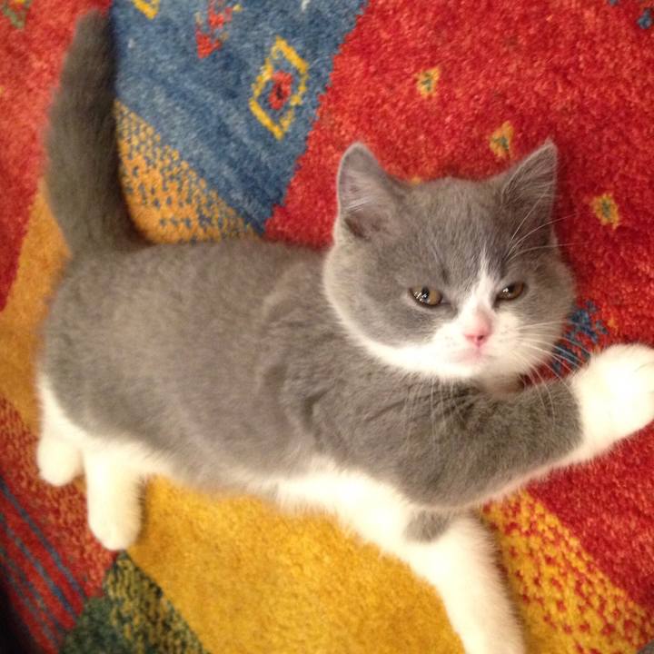 78b1ca1c be01 470b bdf0 ff92a1bfbbab 1513927609687