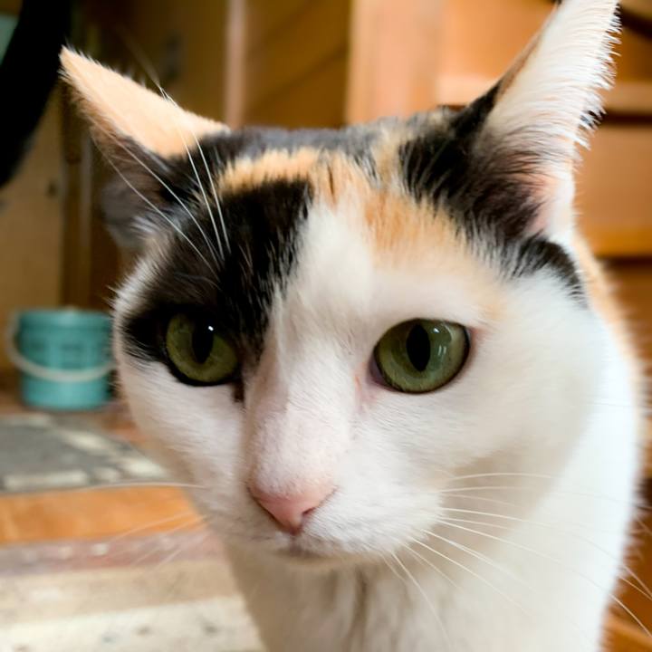 78b6e31f 6a15 4684 a20d 2aa9da4011b6 1587775262312