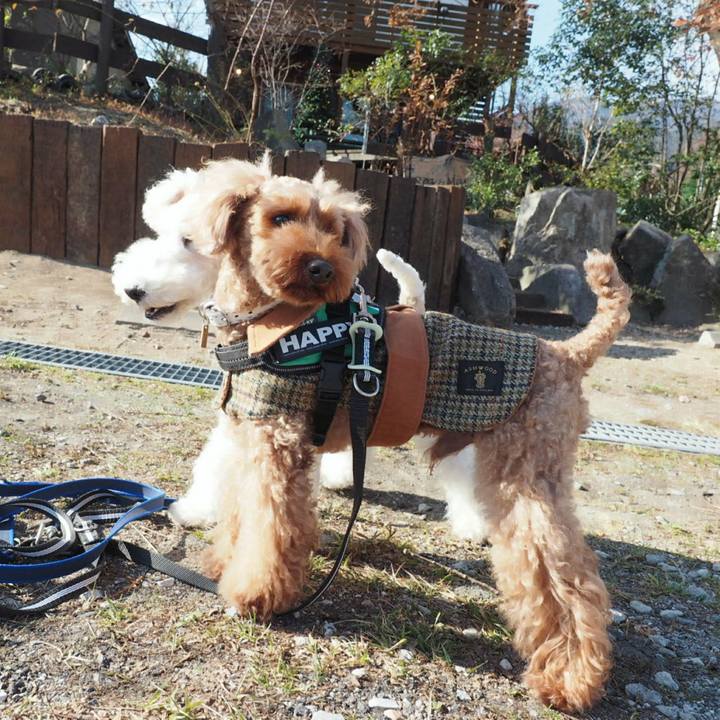 78ba994f c9ef 4c9e b5d7 14c03c7d3dc4 1512964967512