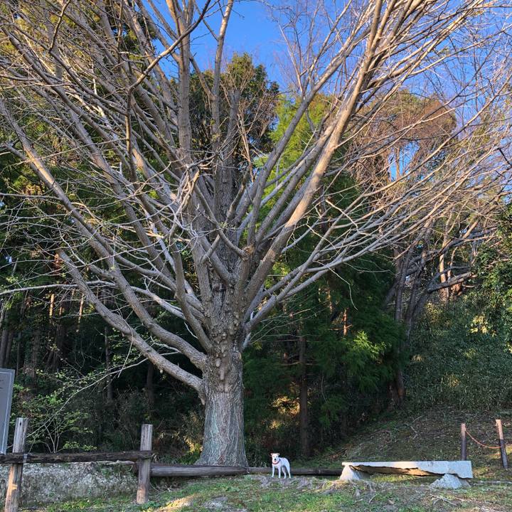 78bb1587 214b 4648 b274 a55fd2973e46 1542446221922