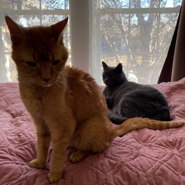 78c0385f be70 4c3a b73a b44282e808af 1769273732533