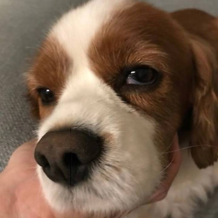 78c16c2a 59f5 494c b57a d59e923ad96c 1545407024156