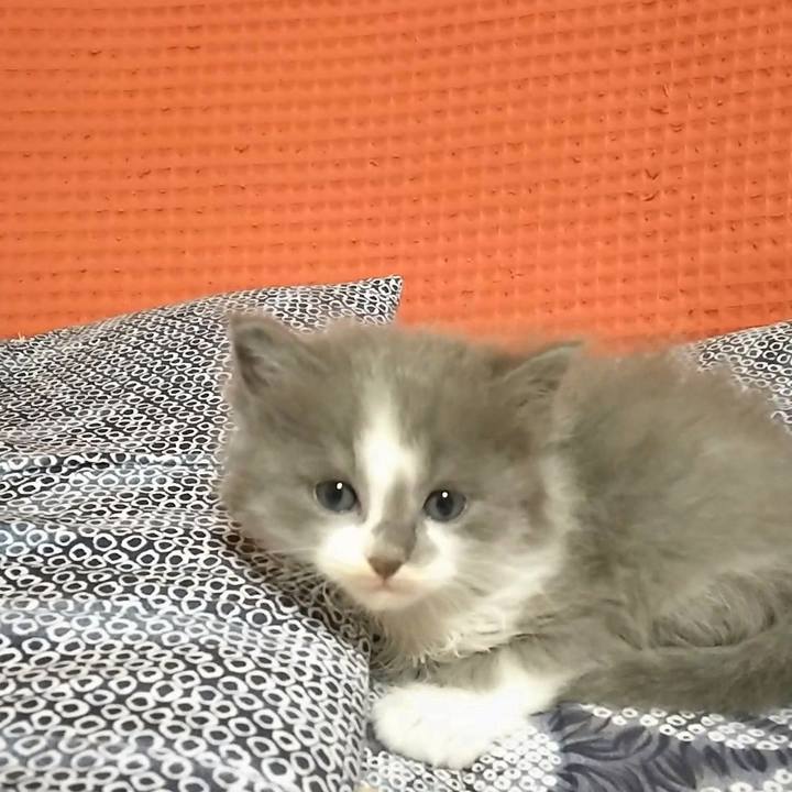 78c1a0fb 01ea 455c a7c6 4996342f96ab 1558436640133