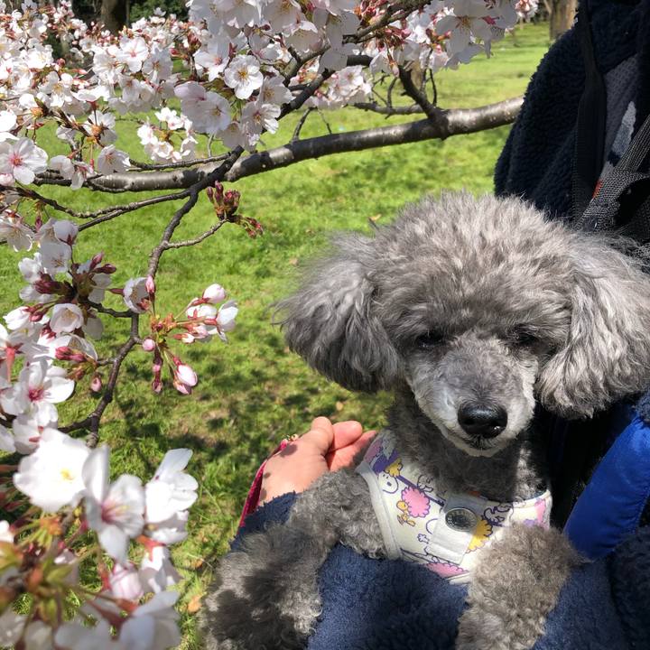 78c3a477 33fd 492c 9448 c4b44bdbe1a4 1585139640984