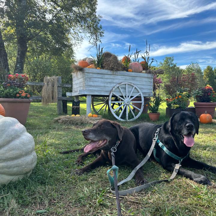 78c50936 c1dc 40f6 b4cd 3456ba621246 1760705256557