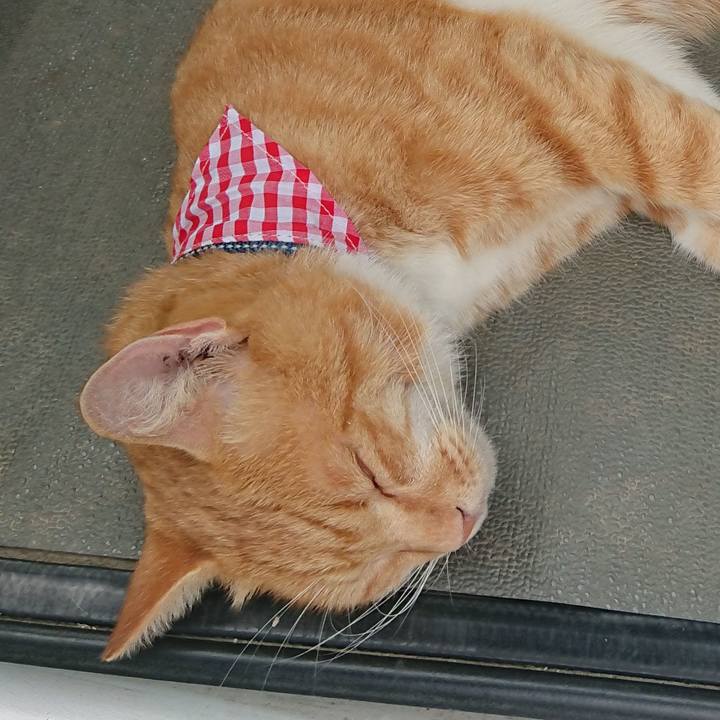 78c5a595 4881 4086 90b1 08e1091e998f 1597385926068