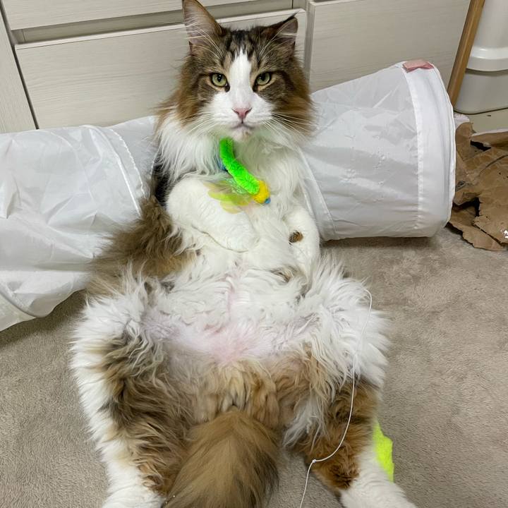 78c69bb5 1775 4108 9633 42aea62506fc 1707340855916