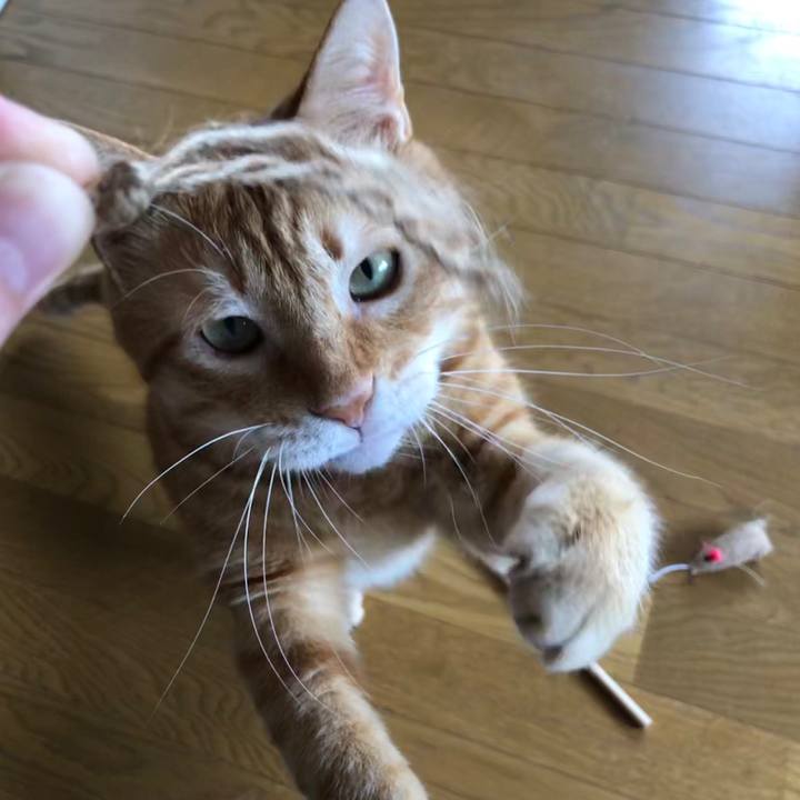 78c6ac31 69ce 47b6 9f05 f65083a9f2bf 1595555650659