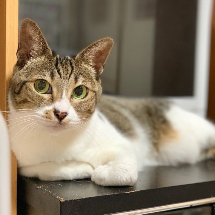 78c782a3 95fc 40a1 9c45 90ec42144ccc 1537664823151