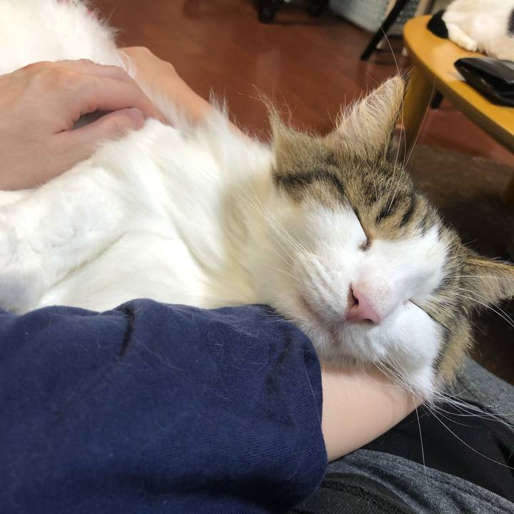 78c7e16b f782 4d4e 8bac 3142b9c1a0c0 1596420288103