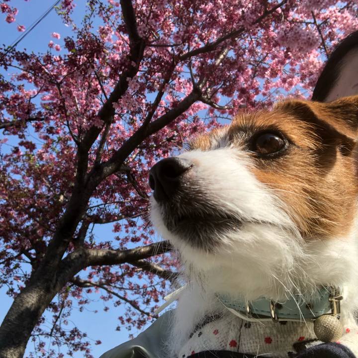 78c89075 fa4a 4938 9727 6357156bc905 1554511865253