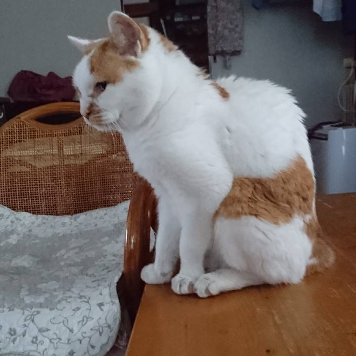 78ce87c8 0d57 4de9 9806 5cb556b31584 1566511683470