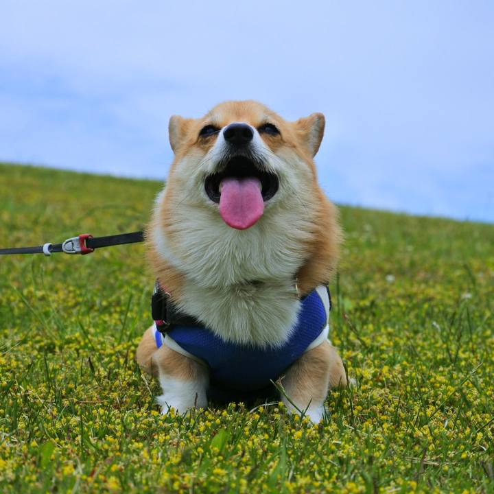 78cf5044 a243 44bb b12a 0be1732bee70 1621256758572