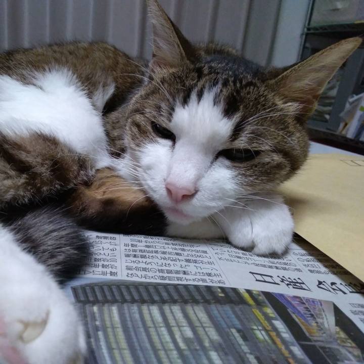 78d04ac3 5c0f 4385 85c3 22ebf1e9aa0c 1542976879050