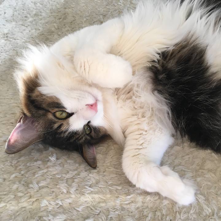 78d17894 598b 4f0d a056 5678637badc7 1518055056478