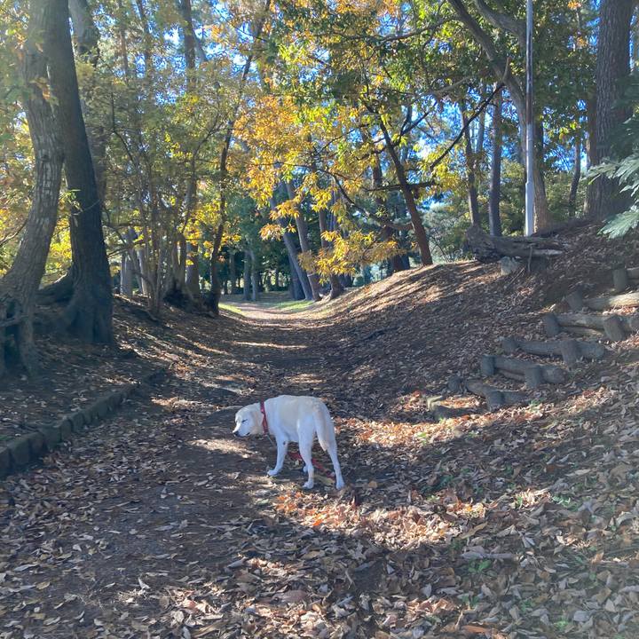 78d67aa5 636a 4b2f 8e0a f64a965a309c 1733046191015