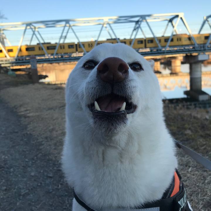 78d968cf ab2c 4c4d a0f9 9d1b1879f7b1 1548373734303