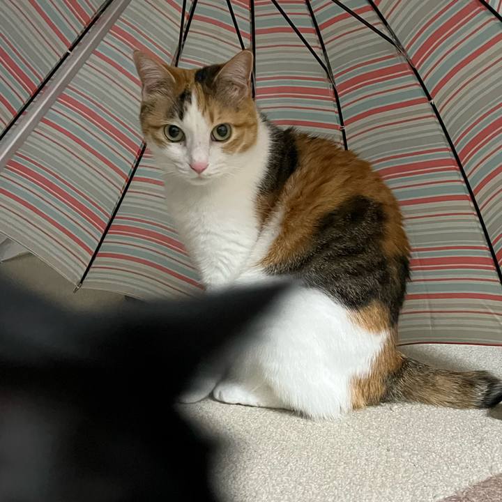 78daf4e4 bf33 4def be3f c4d44d6c4ba7 1766238500836