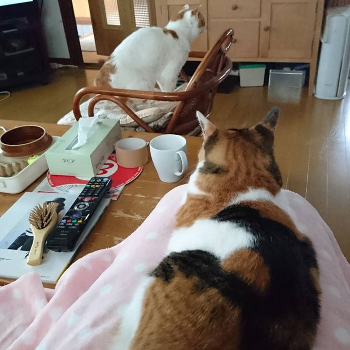 78db803f 5670 4834 a256 82f2d9a6bedc 1534671774741