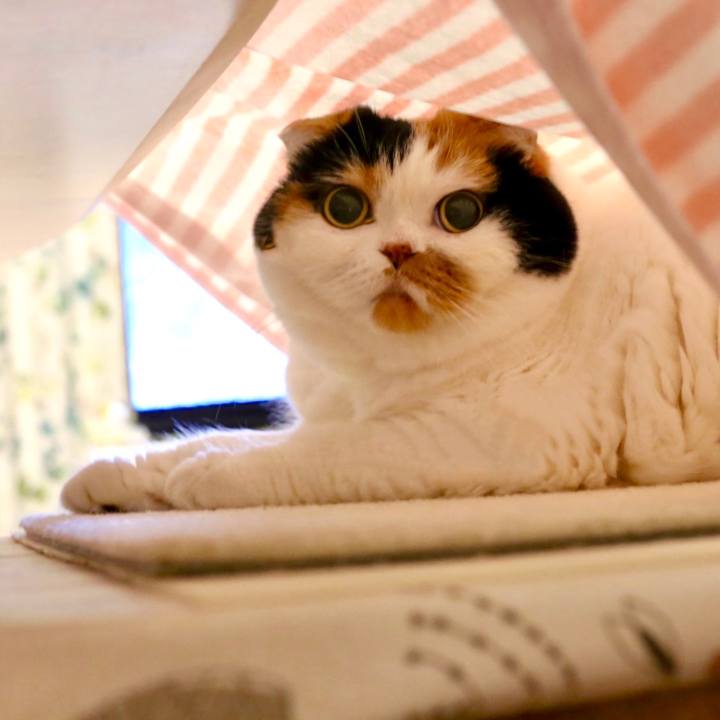 78dc06c6 6581 44be a9fa 7c0a74568fb9 1602722926732