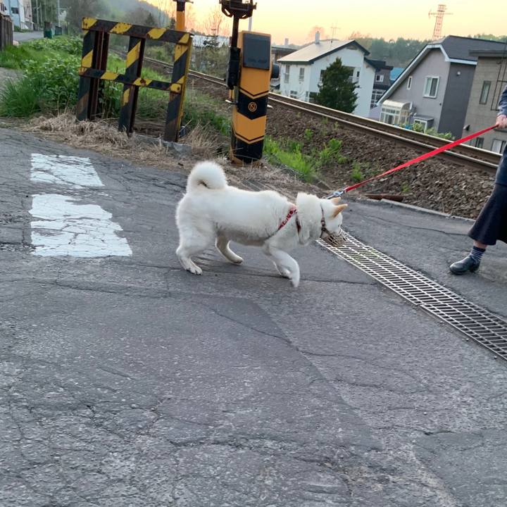 78dcc1ab f8d6 4a5b 861d 494295752eac 1557916835147