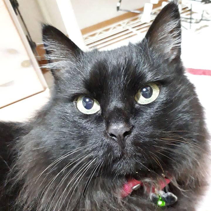 78de19ee acfb 4f2a 8d79 45d0c9facb26 1522670503186