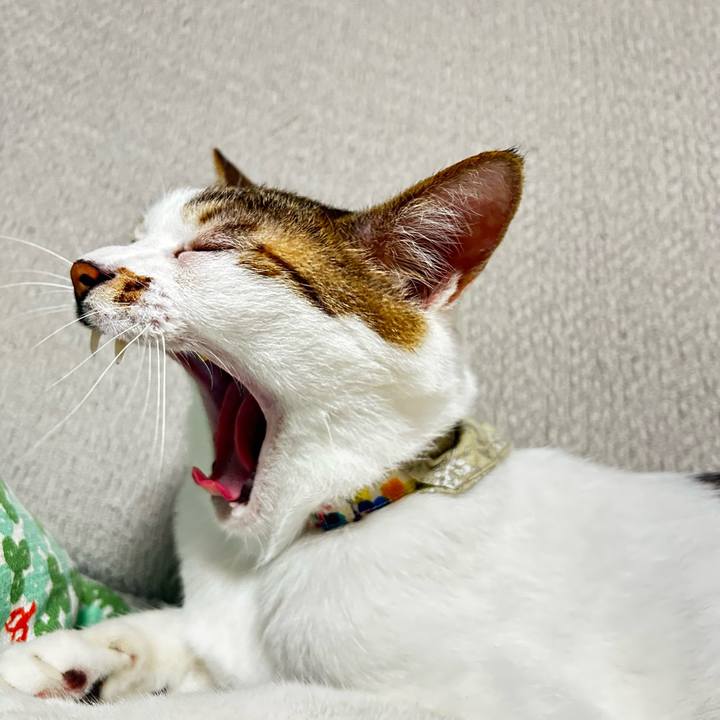 78dfeecb 0c17 4df3 b57e 8c7ca6011465 1760949773412