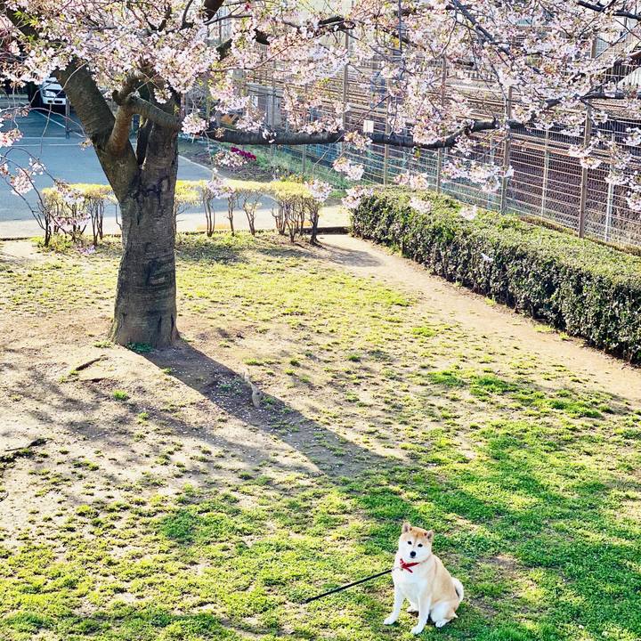 78e043db 489c 4219 accf 6b50ef68c6a2 1585867871757