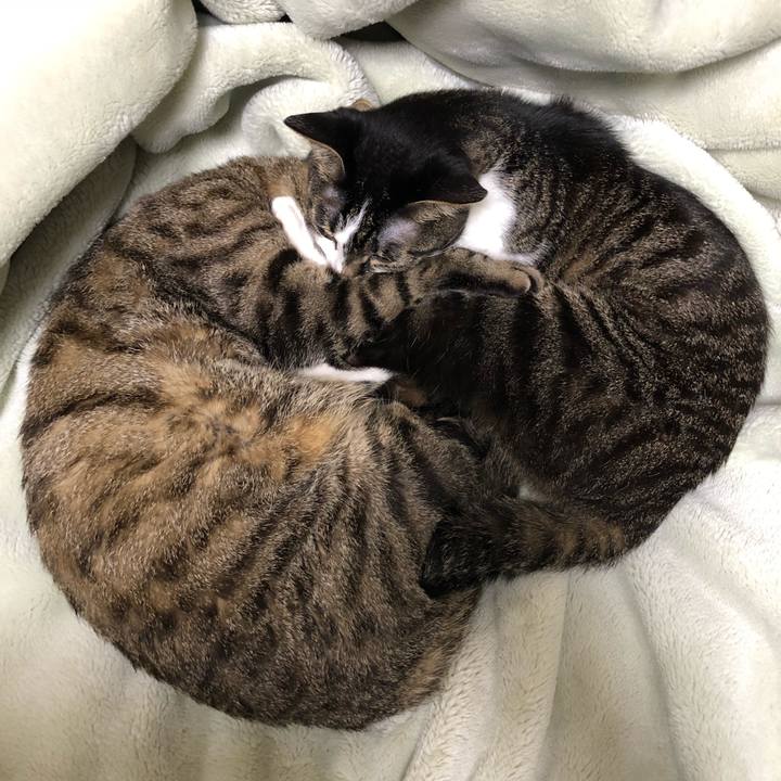 78e05af3 ba00 4e80 bef5 a079814631aa 1525791074367