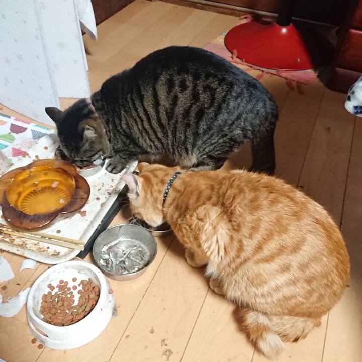 78e903ba ada3 4d7d a8ec 9f8864ddf184 1647465991583