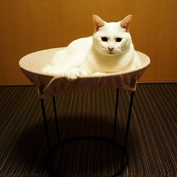 78e945ba f65f 4247 beff b0ff9a87df6a 1563103437613