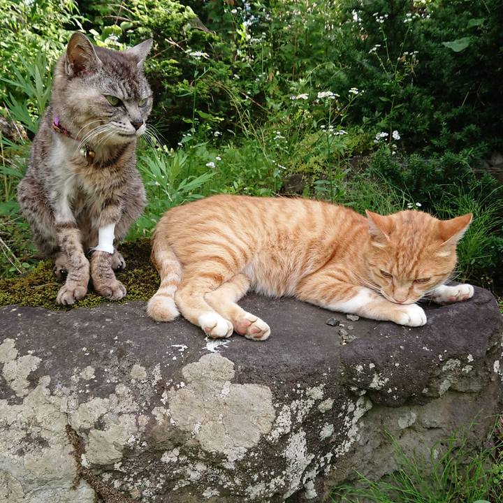 78ecdf6f 1313 4bb6 be9b 4ba0807658db 1595490333076