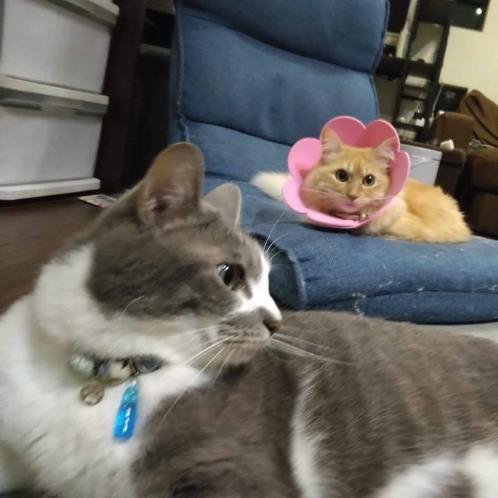 78ed2b90 2b87 4970 bc3a 60b246b89379 1688646628934