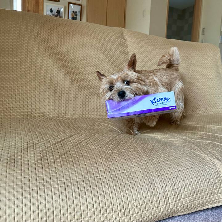 78ed4249 b4ca 40e2 a2fb bcd0e11ab8cb 1747902667344