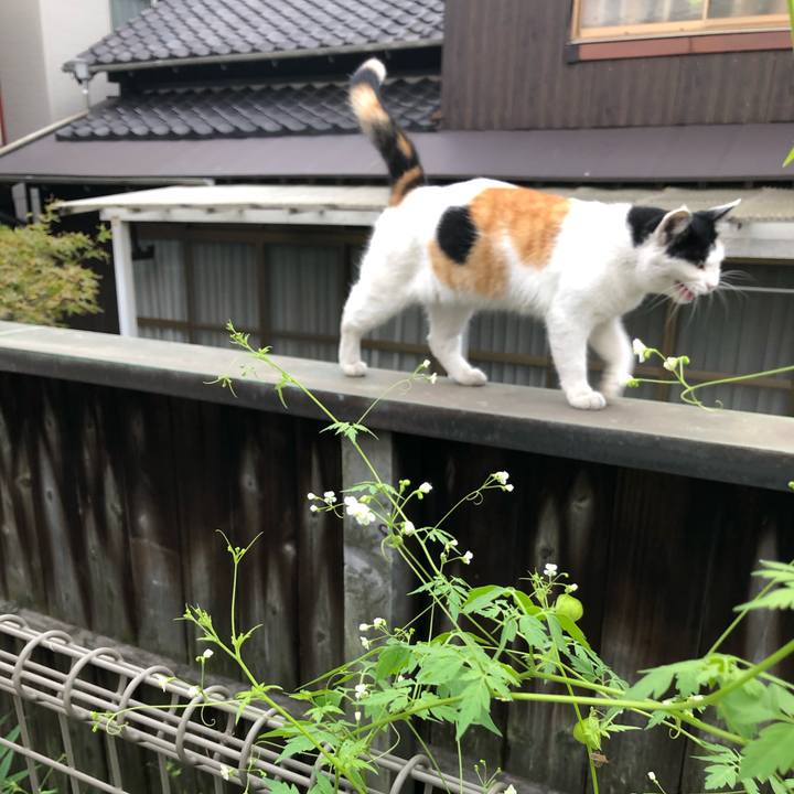 78ed8282 b98b 4ecc 9b57 677000e0d02b 1602282525459