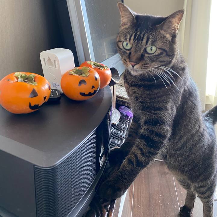 78ef3084 5c3e 4f0c a690 0ab0275f3ee6 1762561823811